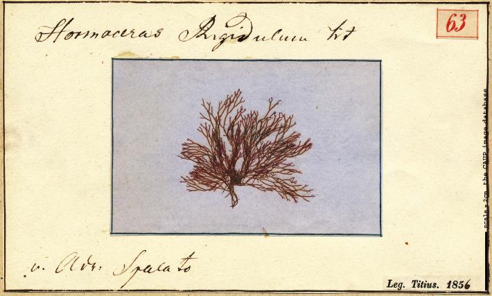 Ceramium rigidulum_63.jpg